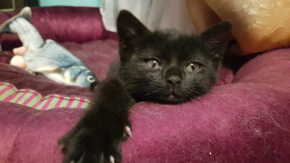 Pet sitter căței și pisici / Plimbat cățel