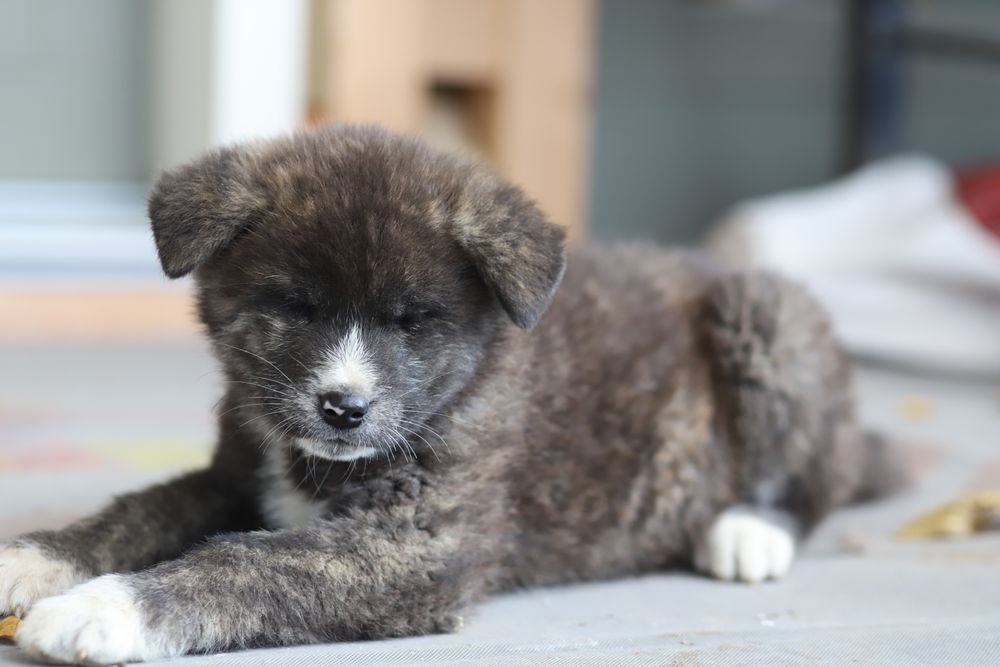 Puiut Akita Inu brindle mascul