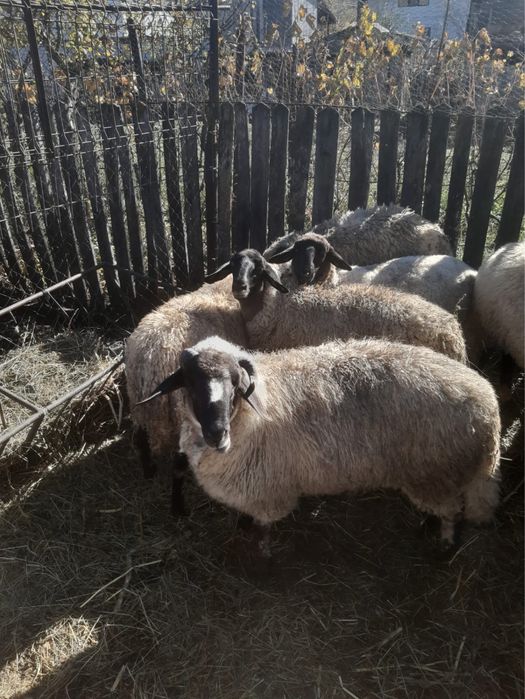 Vand oi carabas doar 3 din ele la alegere