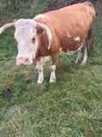 Vând vaca bălțata românească talie mare