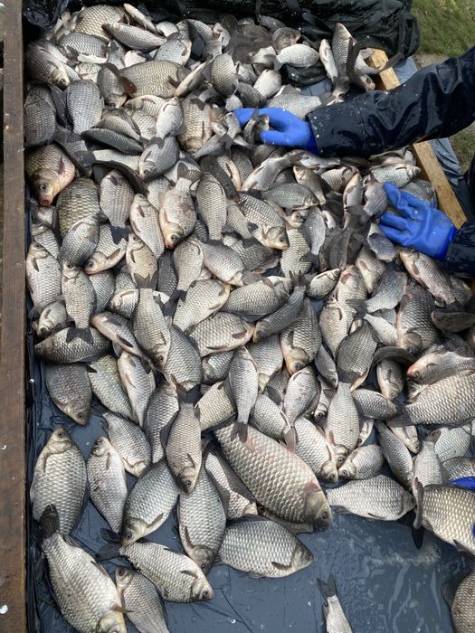 Stiuca repopulare , caras viu , fitofag , peste viu