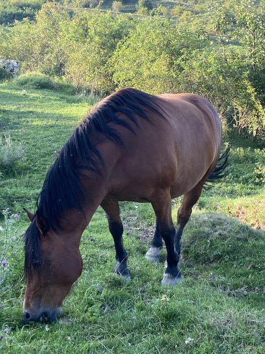 Vând manză de 4 ani