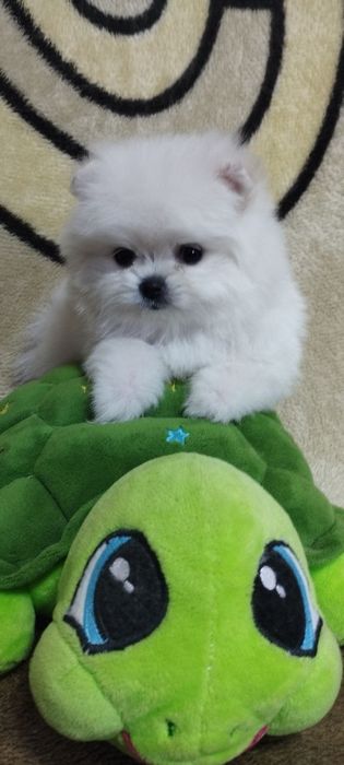 Продаются щенки померанского шпица