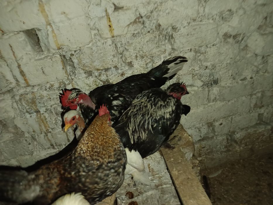 Vând cocoși pitici sau pereche