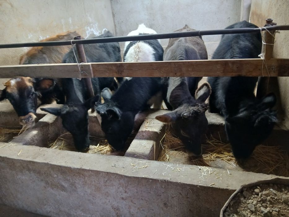 Бузовлар 7 .8 айлик 6штук 1 эркек 5 ургаши