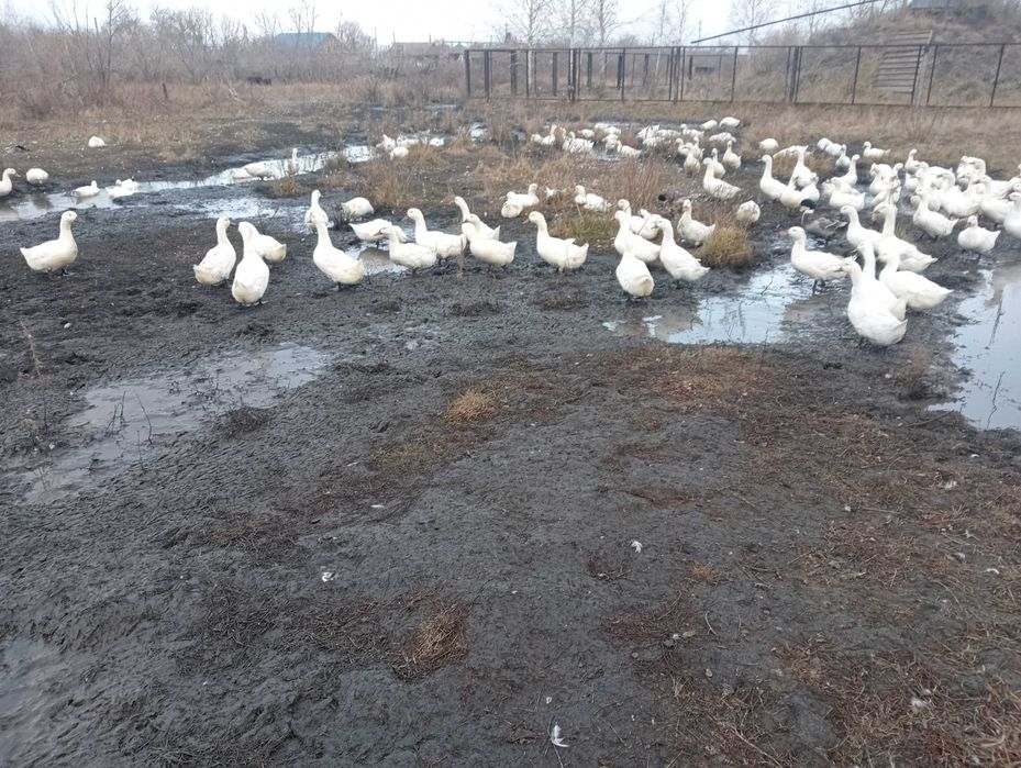 Продам молодых уток