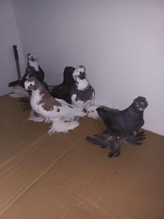 Продам голубей. Все на  воле