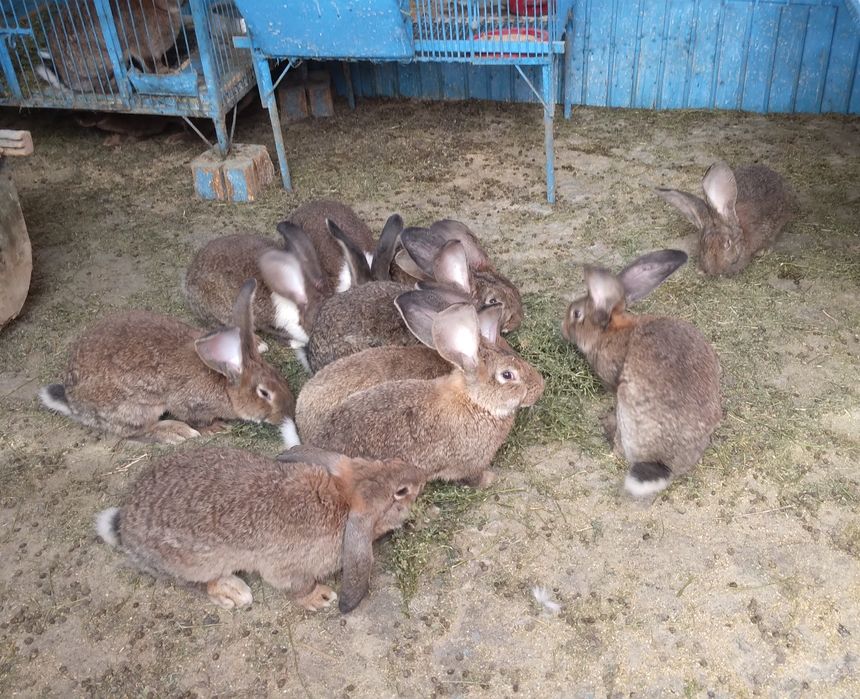 Iepuri 8 luni – greutate 5 kg