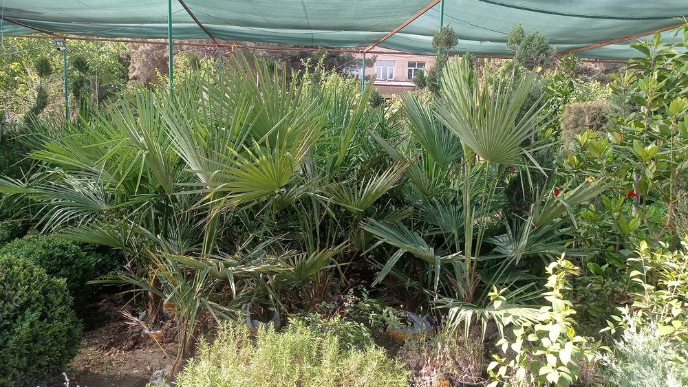 Шамшод оптом нархларда