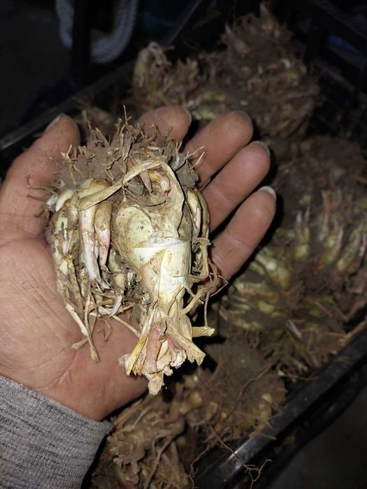 35 bulbi de tuberoze albe cu puieti