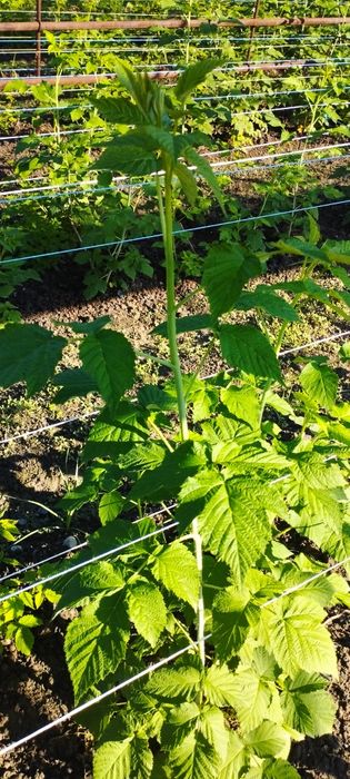 Малина кучатлари  сорт "карамелька"