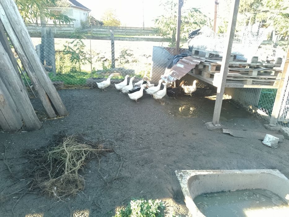 Vand rațe de carne