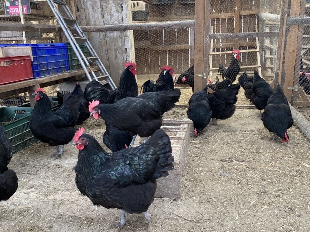 Gaini australorp