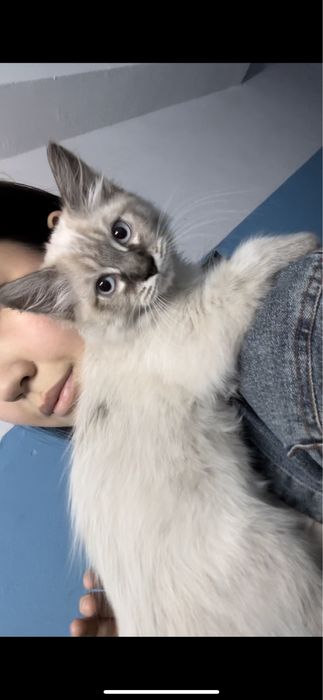 Котенок в хоршие руки