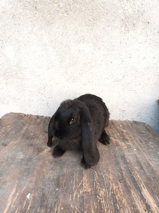 Vand masculi berbec german