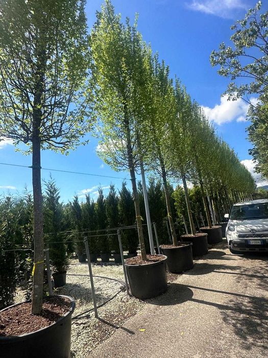 Transport Național și Plantare | Tuia, Tei, Frasini Ornamentali