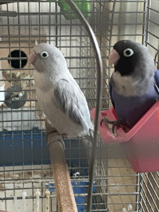 Papagali Agapornis Nigrigenis