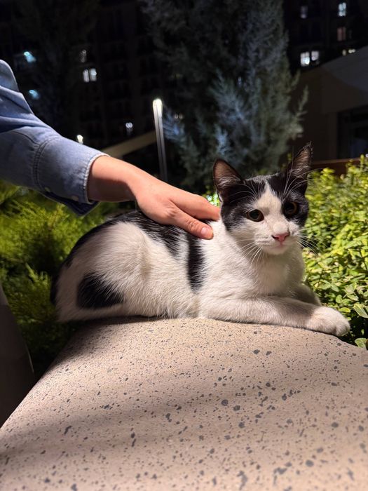 Очаровательная Бусинка в поисках дома! Ташкент!