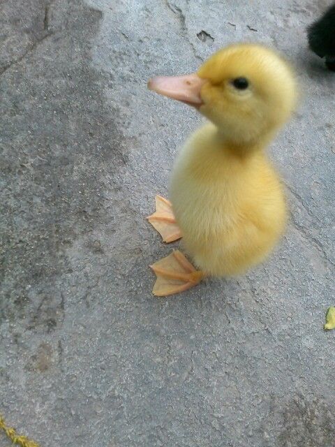 Vand pui rațe Pekin