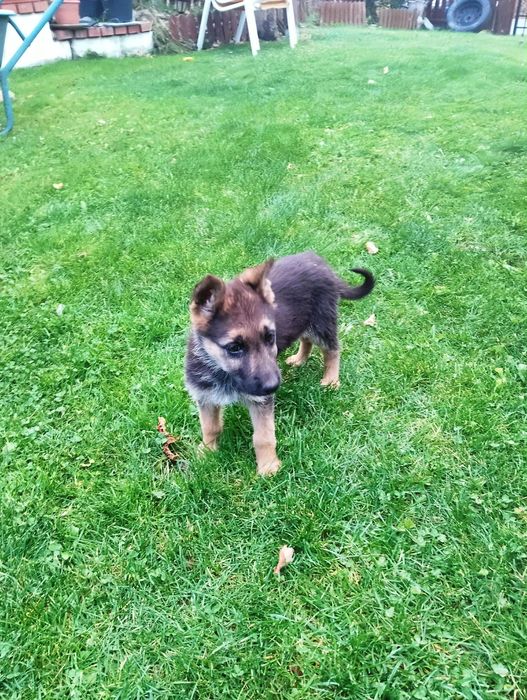 Vand catelusa ciobanesc german