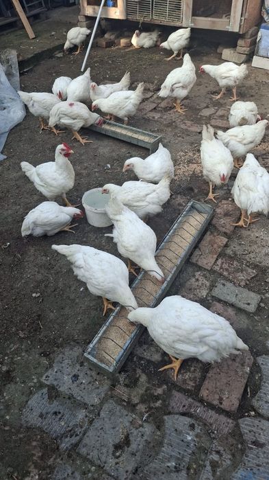 Vând pui pe comandă