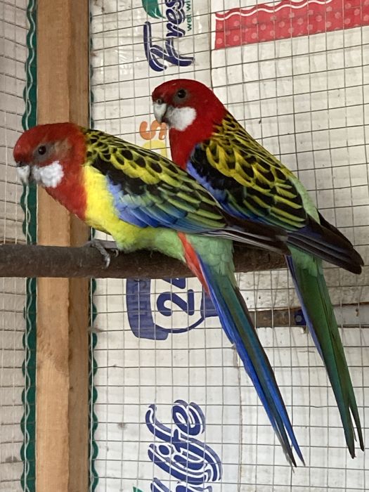 Razella Papugay to’ti