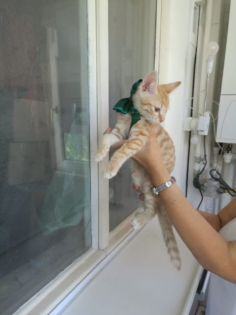 Motănel pentru adopție