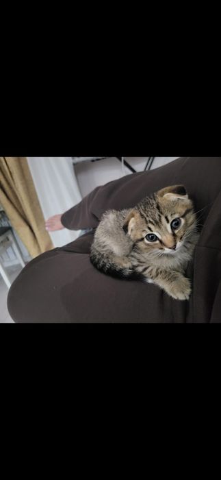 Котенок вислоухий !