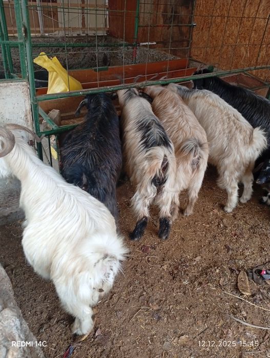 Бугоз экиззой эчкилар тезда сотилади хаммаси зур чиройли сифатли йош !