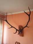 Vand schimb trofeu coarne cerb