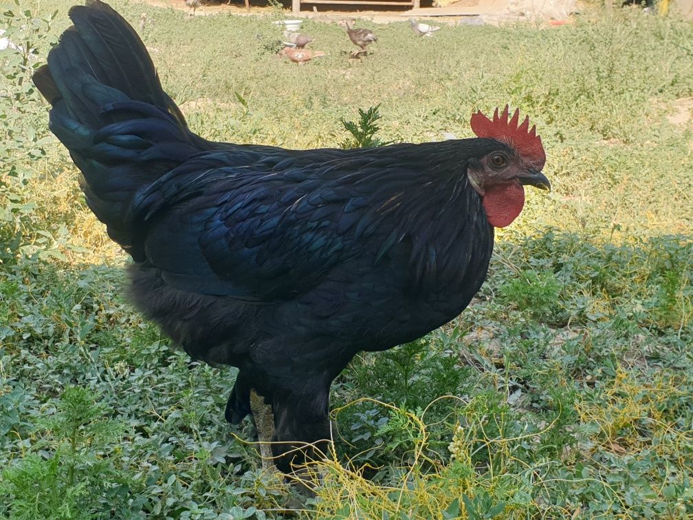 Qora shahzoda (2 ta)