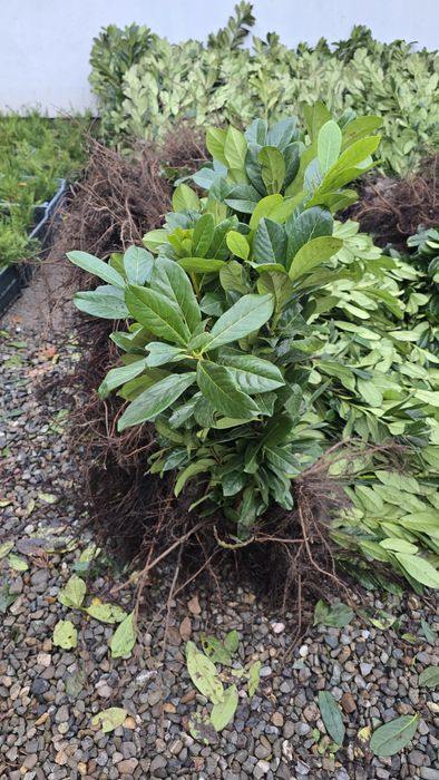 Laur Englezesc NOVITA 60-80cm