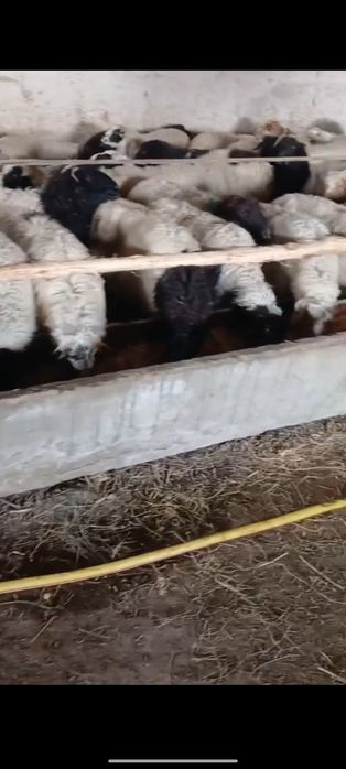 Монголиядан БАЯД зотли  қўйлар келди сотилади!