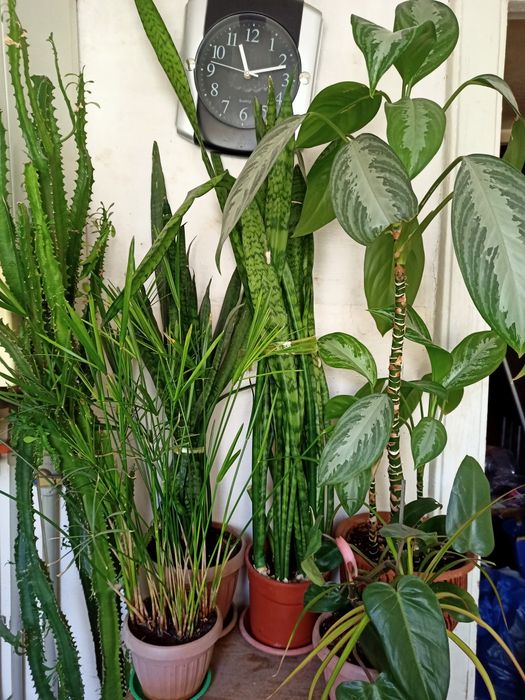 Домашние цветы на выбор