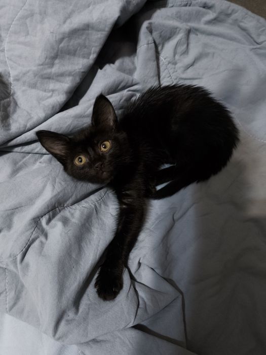 Отдам котенка в добрые руки.