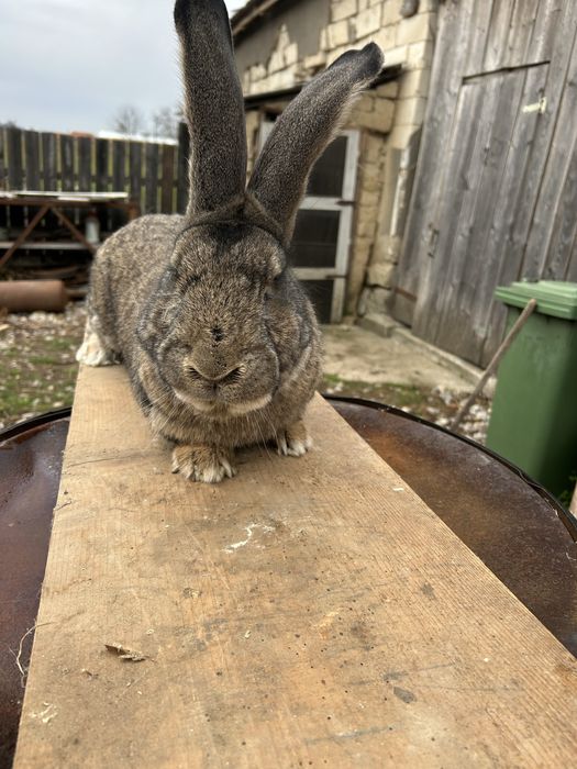 Iepuri  Urias german de vanare
