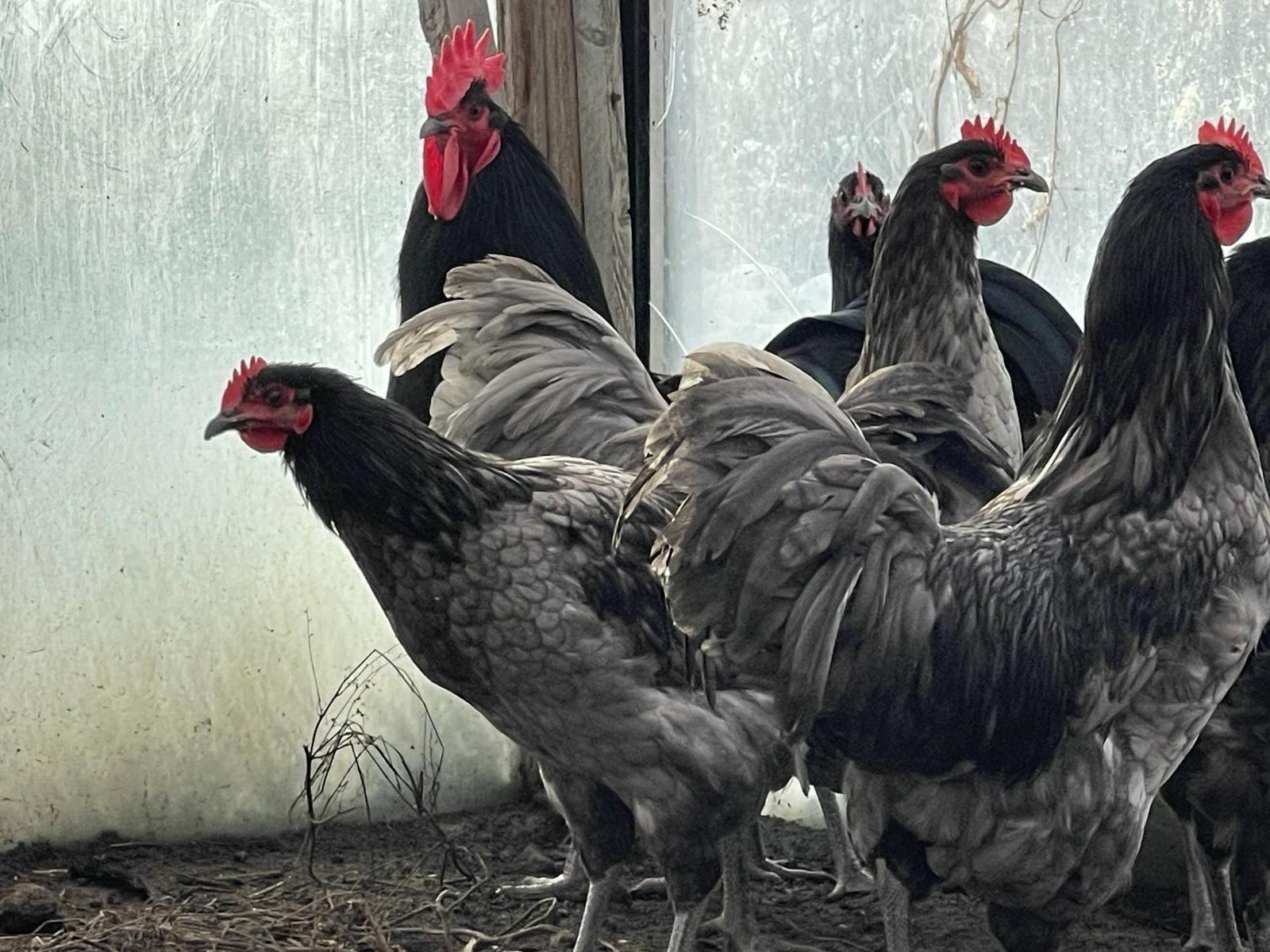 Australorp oua incubat