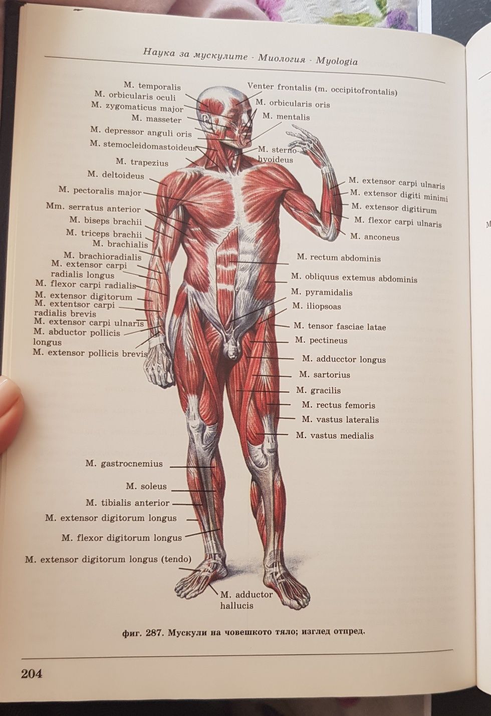 Атлас по анатомия на човека