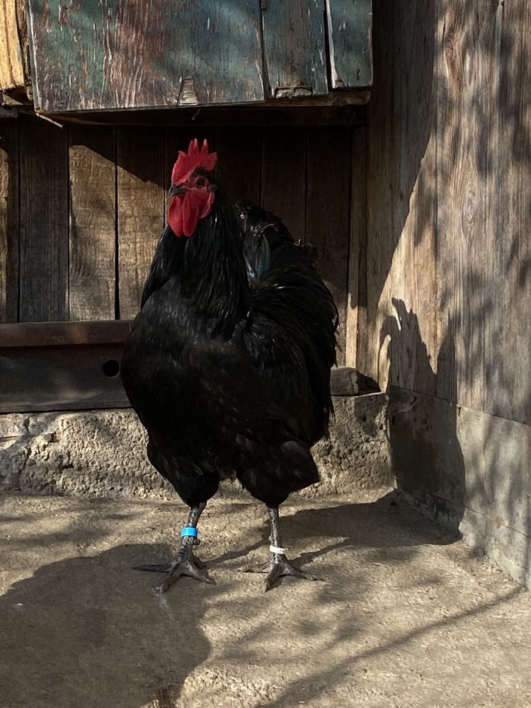 Oua Incubat Australorp