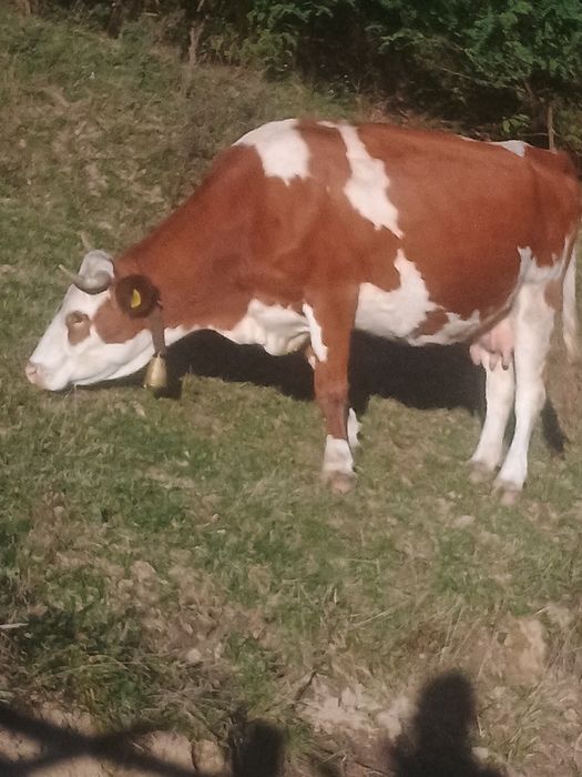 Vaci de vânzare, gestante