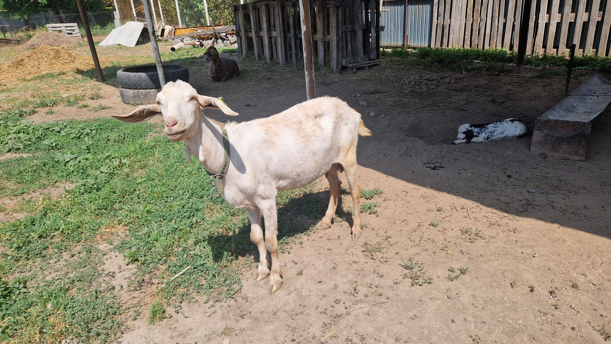 Продам Бараны  и дойную козу