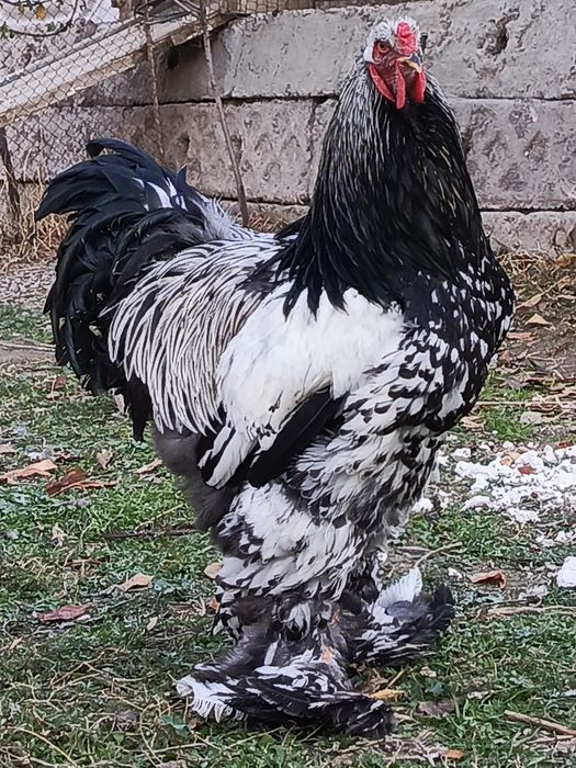 Brama svetliy tyomni pux qora nuqtali tuxumlari sotiladi