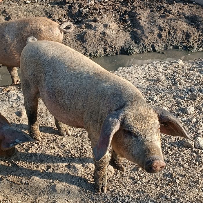 Продаются поросята!