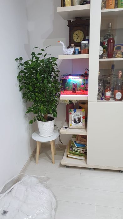 Ficus Benjamina Natasja, in ghiveci