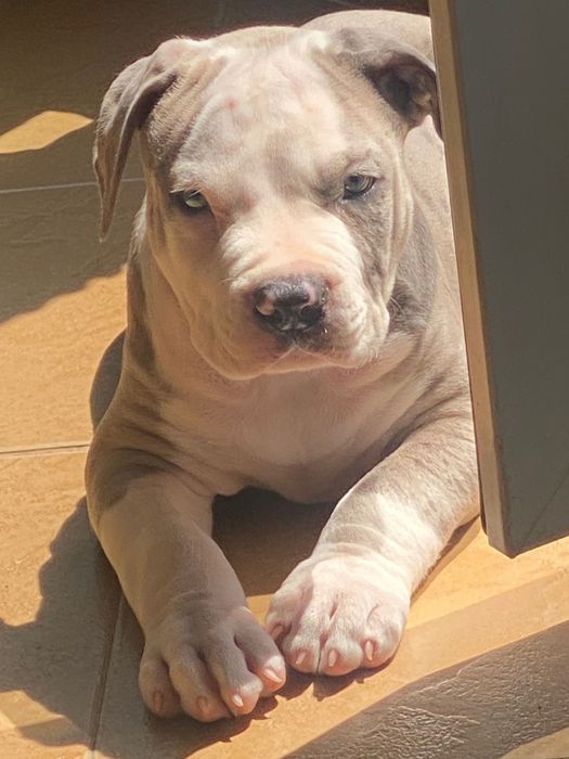 американско були