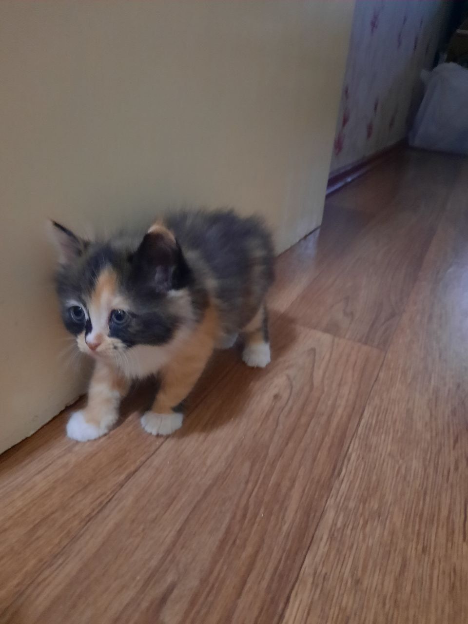 Котята в добрые руки!