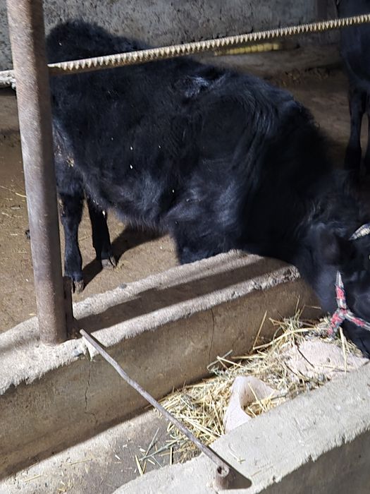 Ona bola sigir  va qornida 3 oylik bugoz