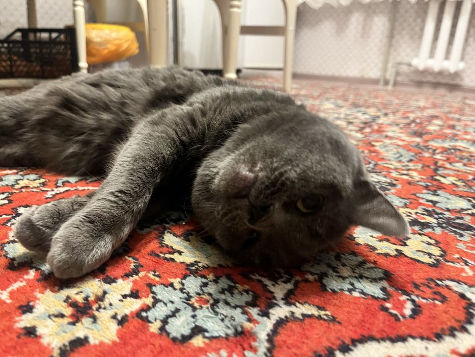 Отдам кошку британку