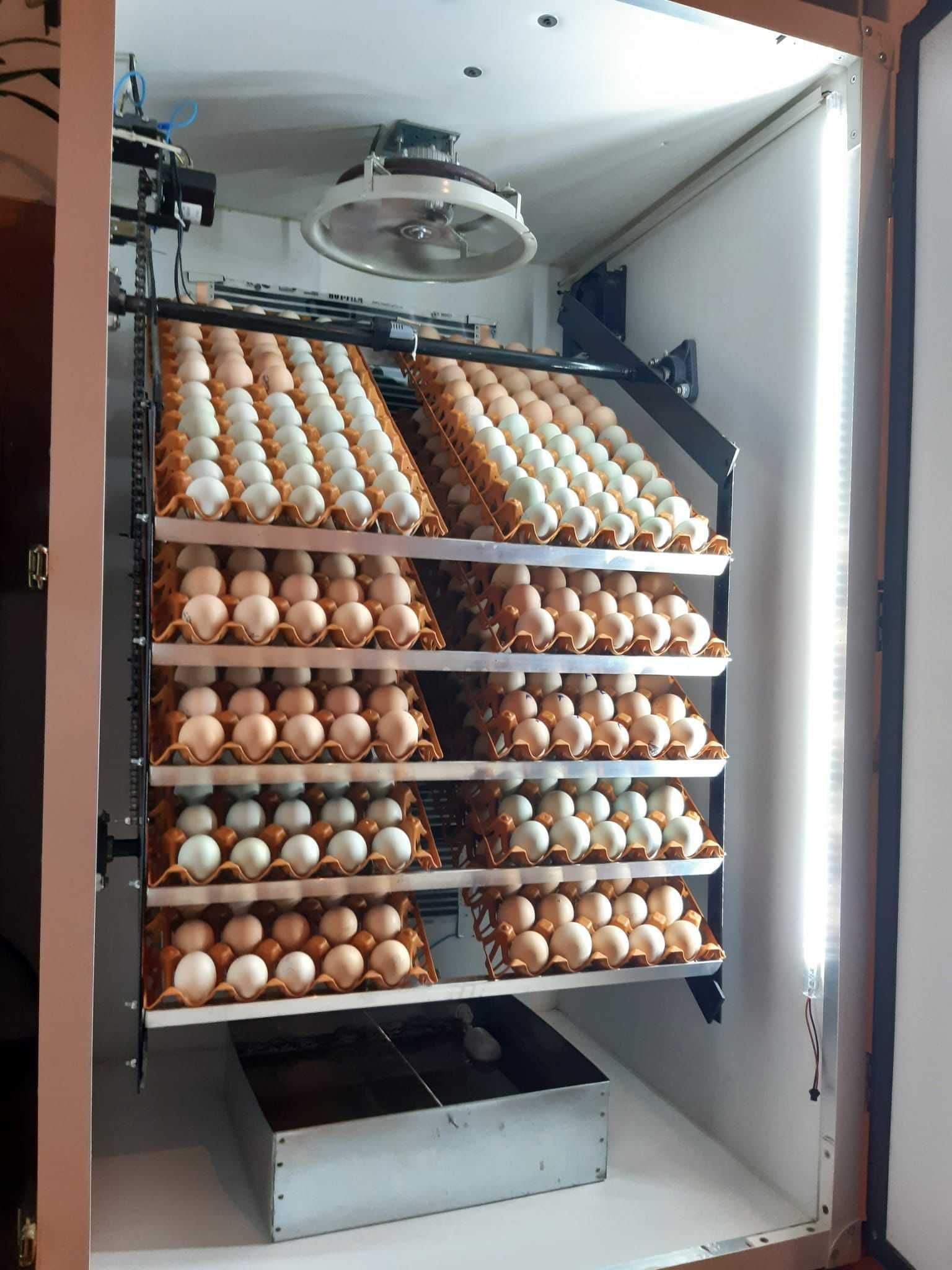 Incubator profesional de 600 , și eclozor de 500 ouă .