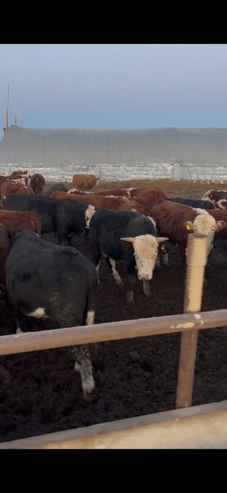 Продам быков 80 голов